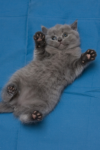 Британский голубой котенок