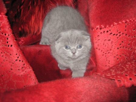 Вислоухий голубой котенок
