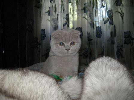 Вислоухий лиловый котенок
