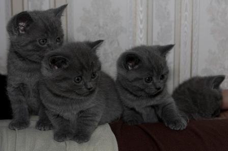 Британский голубой котенок
