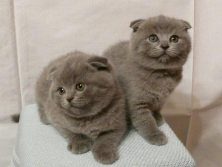 Вислоухий голубой котенок