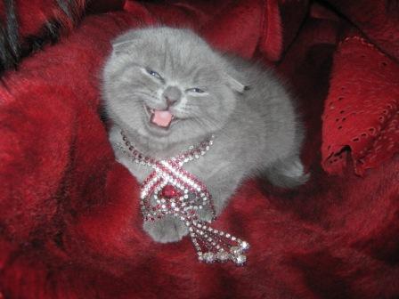 Вислоухий голубой котенок