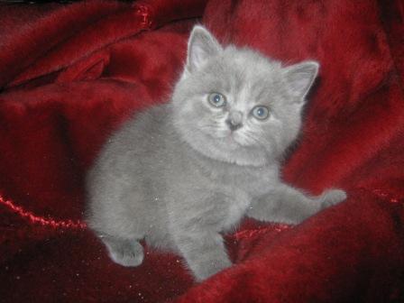 Британский голубой котенок