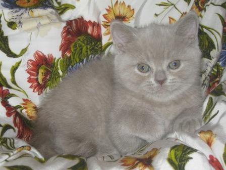 Британский лиловый котенок