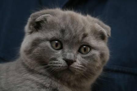 Вислоухий голубой котенок