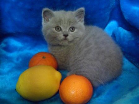 Британский лиловый котенок