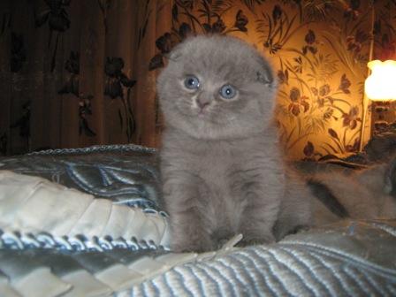 Вислоухий голубой котенок