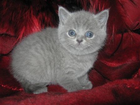 Британский голубой котенок