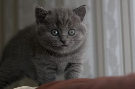 Британский голубой котенок
