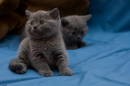 Британский голубой котенок